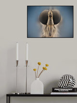 Asilidae Poster och Canvastavla