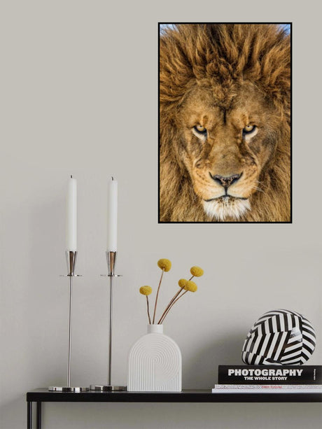 Serious Lion Poster och Canvastavla