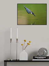 Belted Kingfisher in Action Poster och Canvastavla
