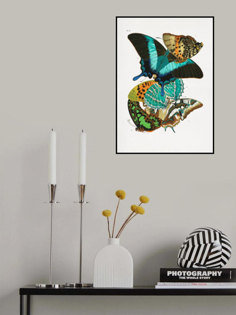 Butterflies 5 Poster och Canvastavla