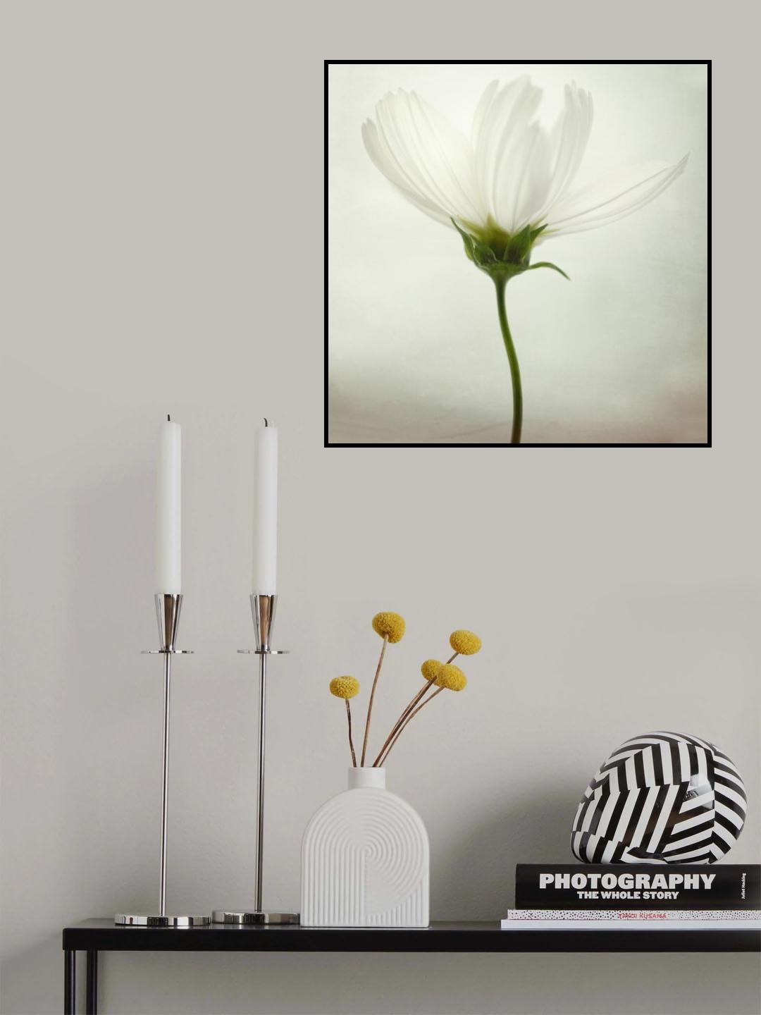 White cosmos Poster och Canvastavla