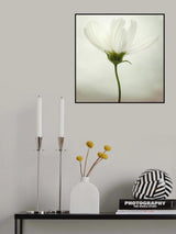 White cosmos Poster och Canvastavla