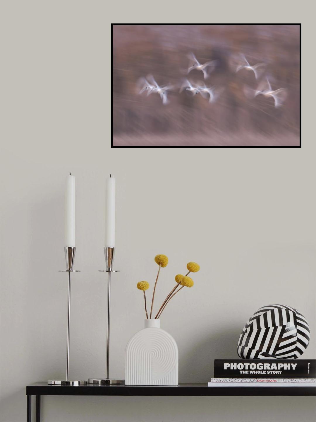Tundra Swans in action Poster och Canvastavla