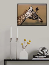 Oxpecker and Giraffe Poster och Canvastavla