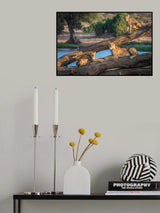 Lions can't climb trees Poster och Canvastavla