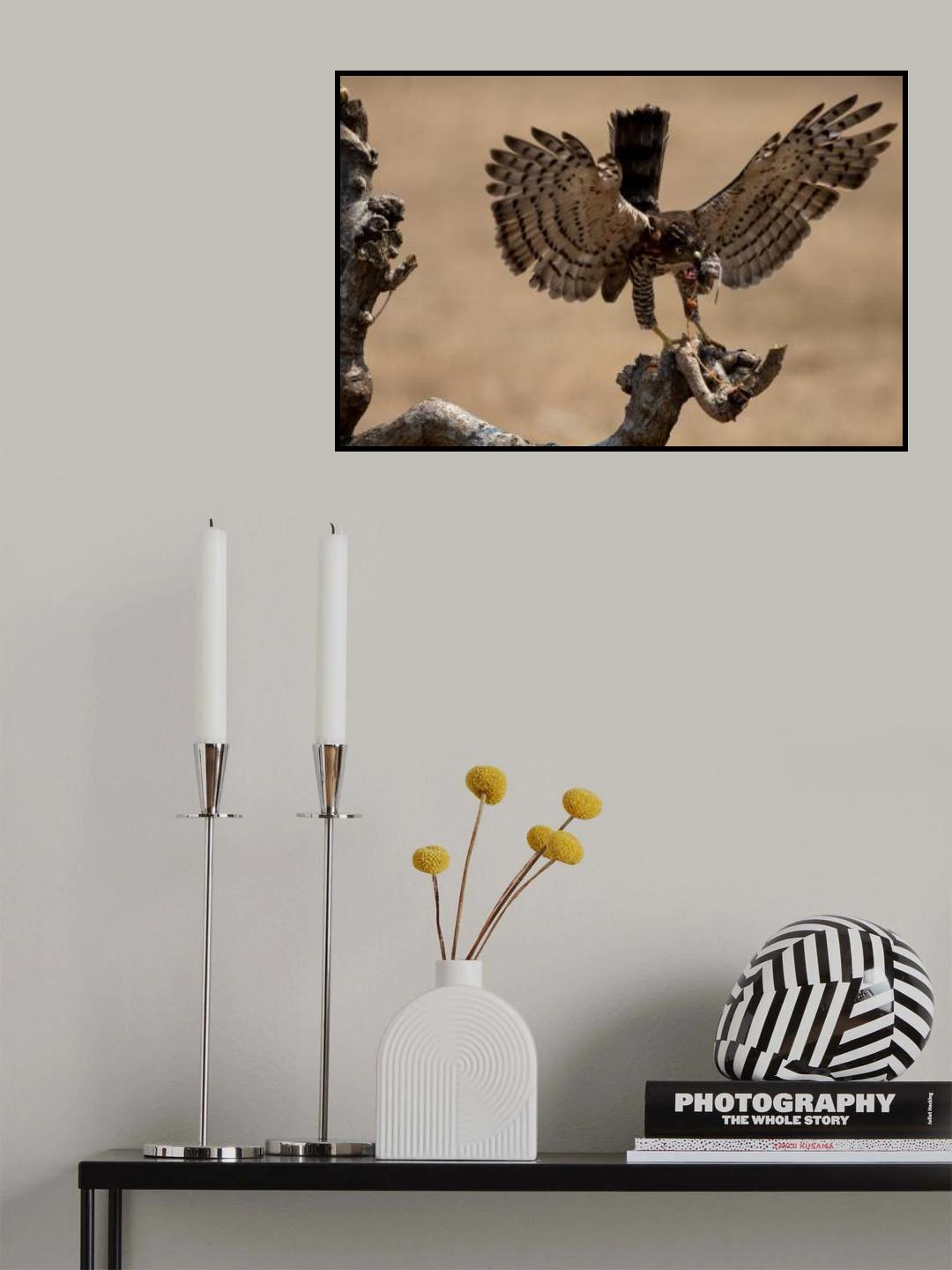 Mighty Eagle Poster och Canvastavla