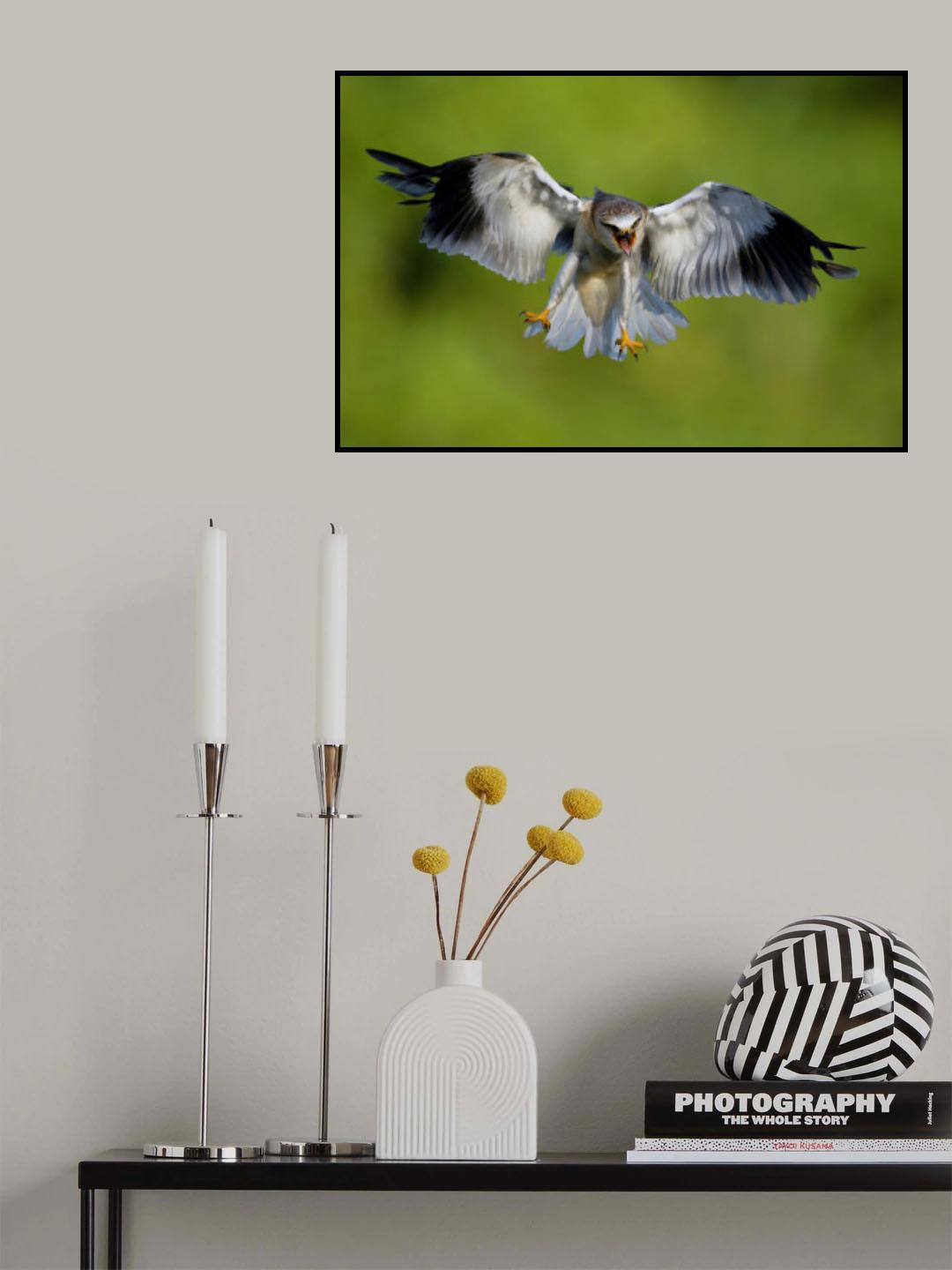 Black-winged Kite Poster och Canvastavla