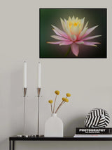 Water Lily Dream Poster och Canvastavla