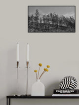 burnt trees in the forest Poster och Canvastavla