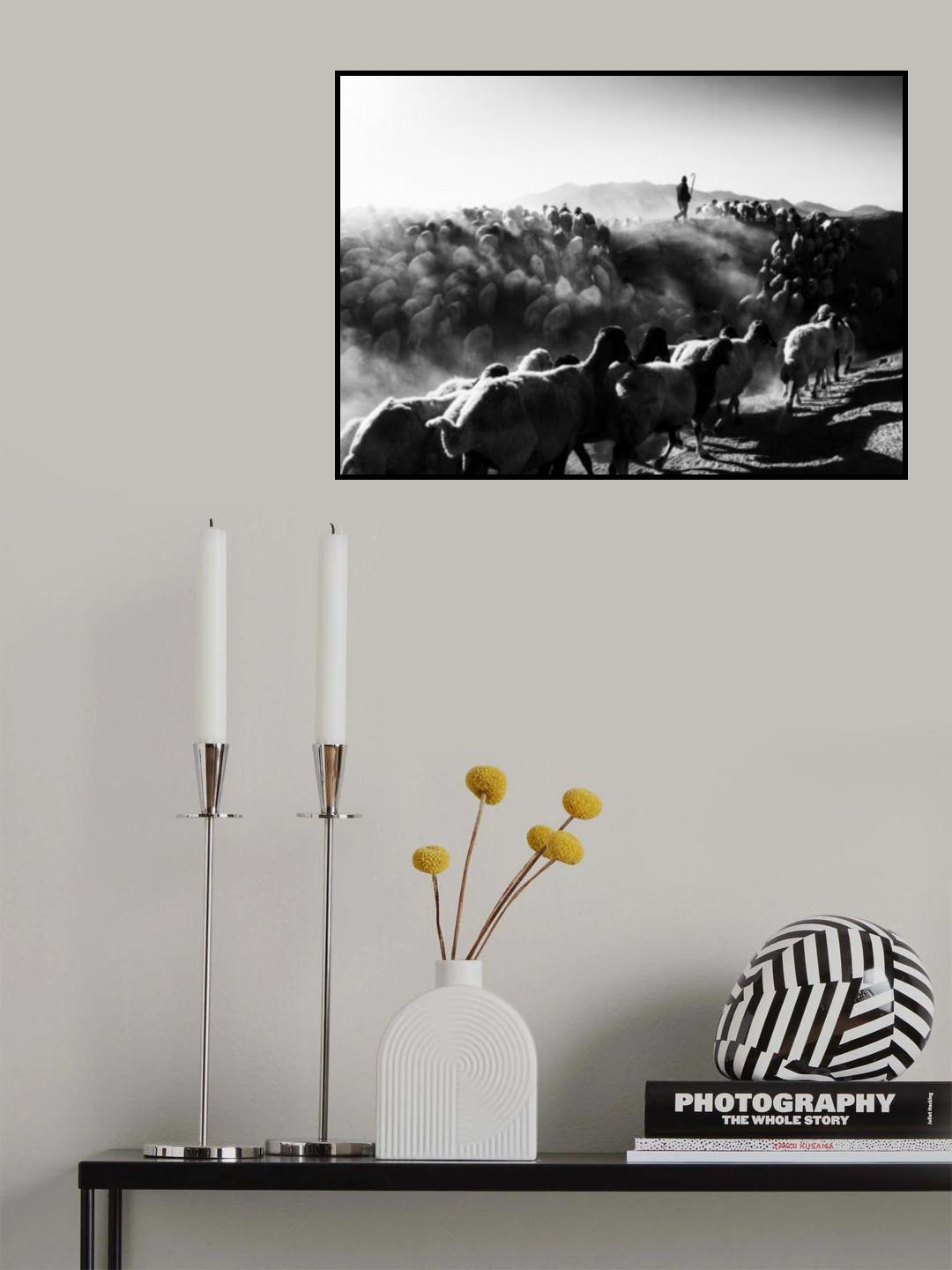 sheep in black and white Poster och Canvastavla