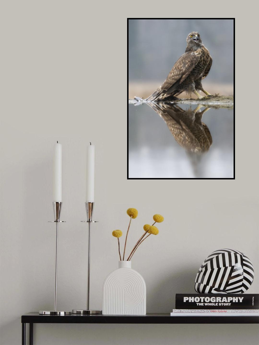 goshawk Poster och Canvastavla