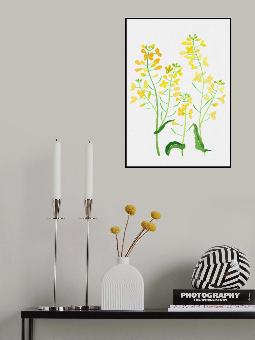 Rapeseed or Brassica napus botanical painting Poster och Canvastavla