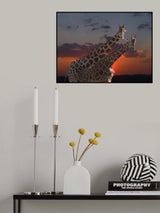 girafes Poster och Canvastavla