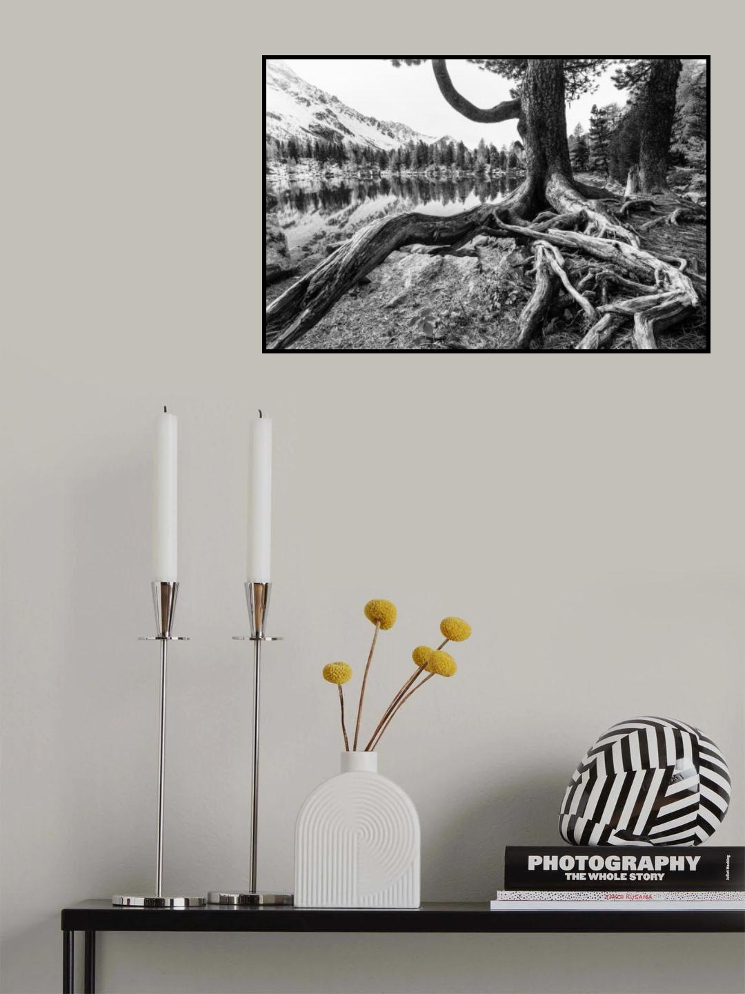 Old Tree Poster och Canvastavla