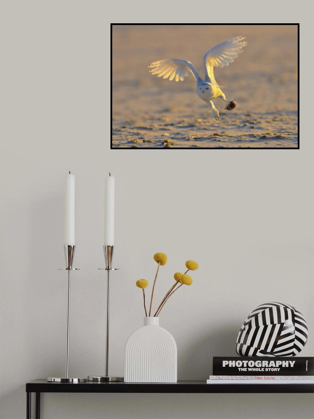 Snowy Owl Poster och Canvastavla