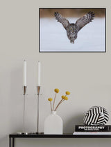 Great Grey Owl in Flight Poster och Canvastavla