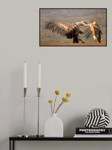 The Vulture fight Poster och Canvastavla