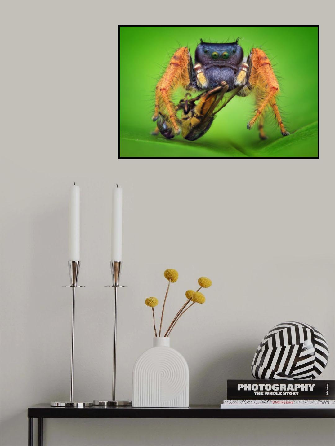Phidippus arizonensis with robberfly Poster och Canvastavla