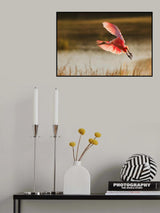 Roseate Spoonbill Poster och Canvastavla