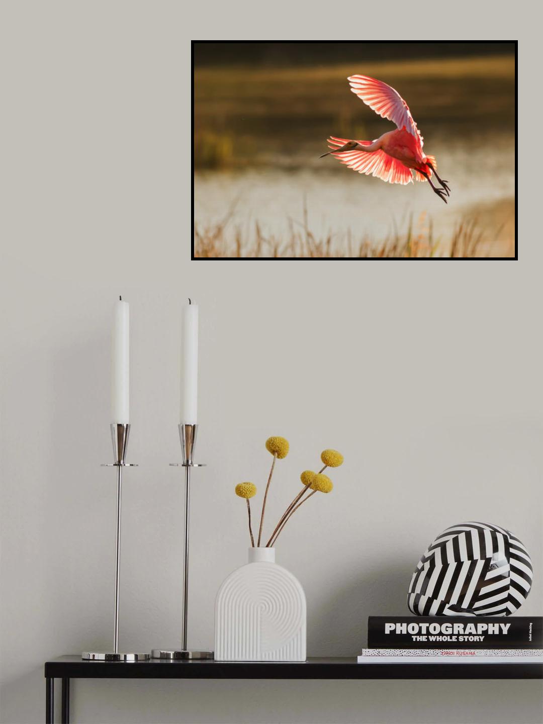 Roseate Spoonbill Poster och Canvastavla