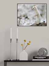 ...Mouse Hunter... Poster och Canvastavla