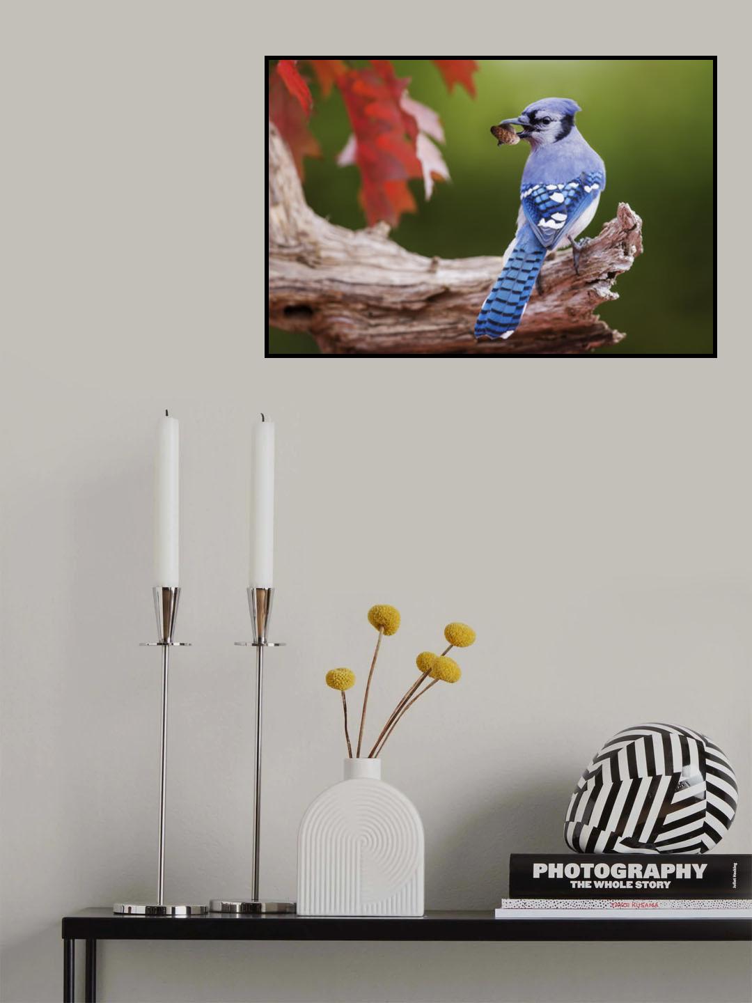 Blue Jay with acorn Poster och Canvastavla