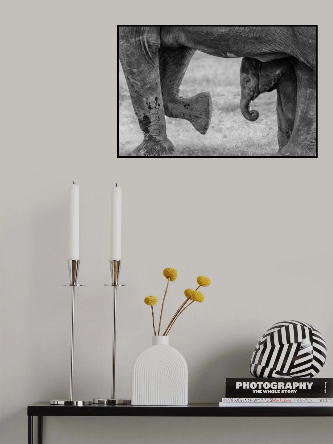 Elephant Frame Poster och Canvastavla