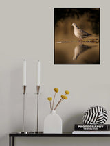 dove Poster och Canvastavla