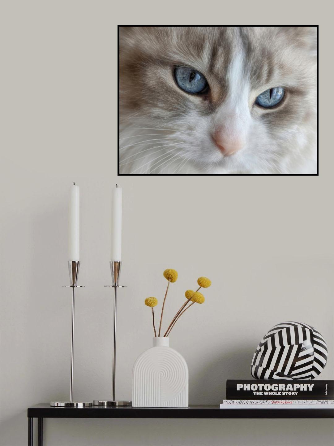Blue Eyes Poster och Canvastavla