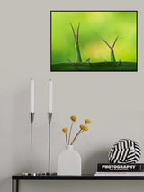 Macro Poster och Canvastavla