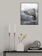 Female mallard with outstretched wings Poster och Canvastavla