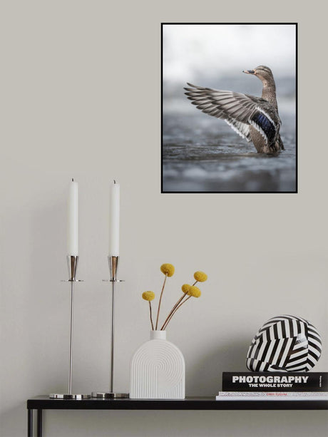 Female mallard with outstretched wings Poster och Canvastavla