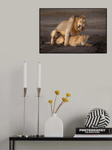 Love is in the air???? Poster och Canvastavla