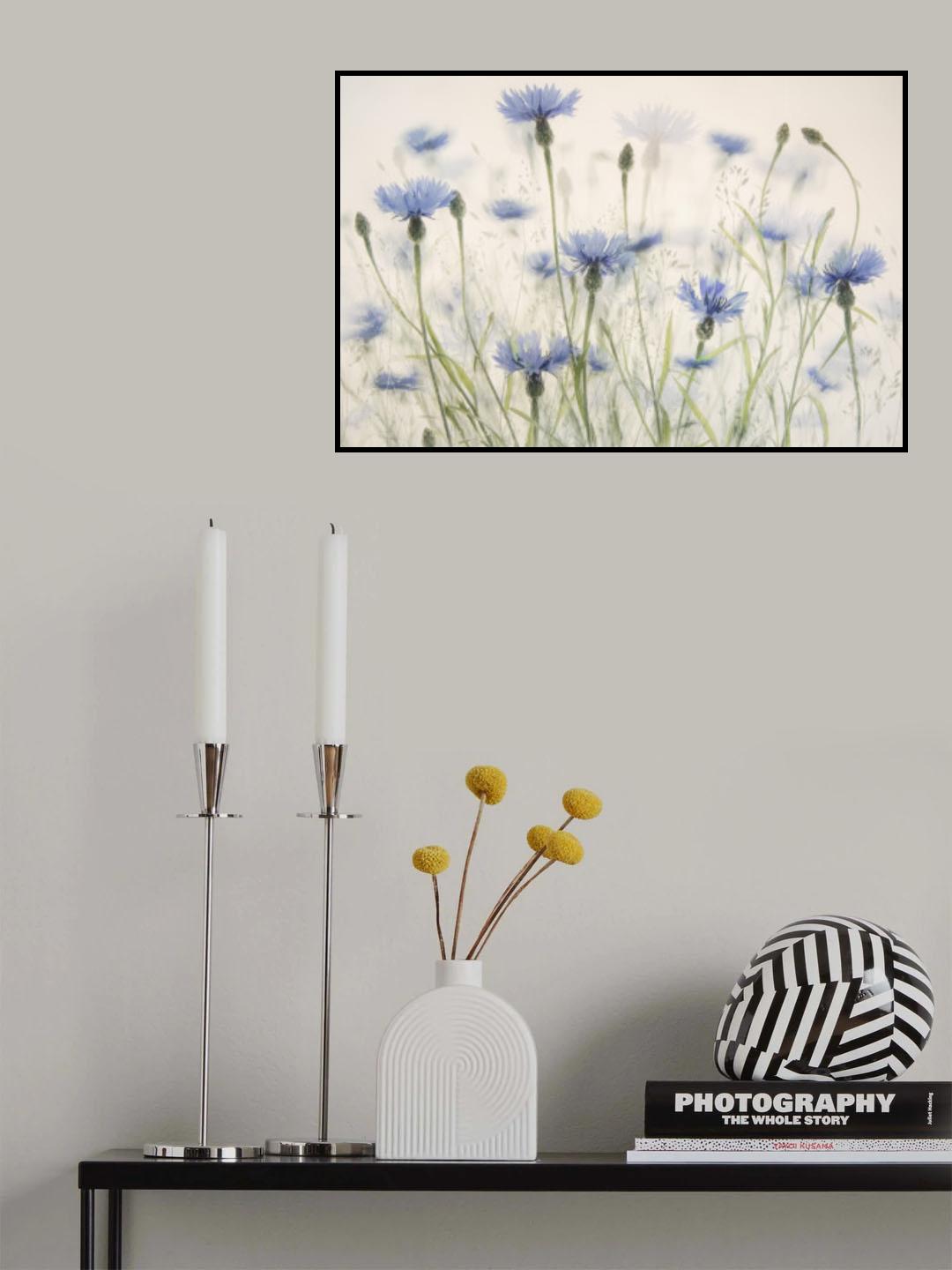 Cornflowers Poster och Canvastavla
