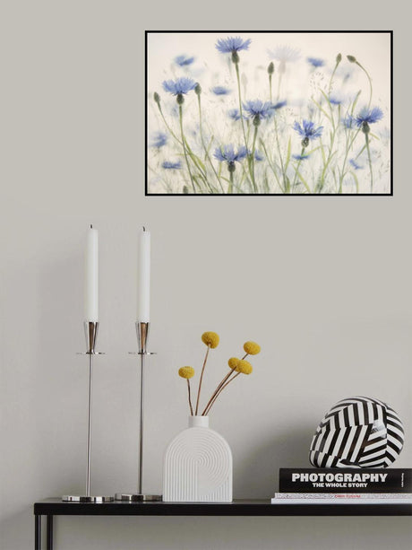 Cornflowers Poster och Canvastavla