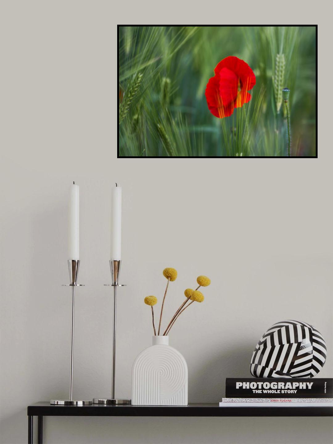 The red season Poster och Canvastavla