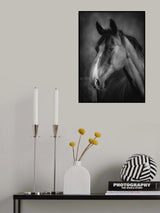 Horse portrait Poster och Canvastavla