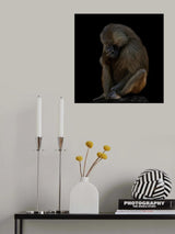 I am not There (Guinea baboon) Poster och Canvastavla