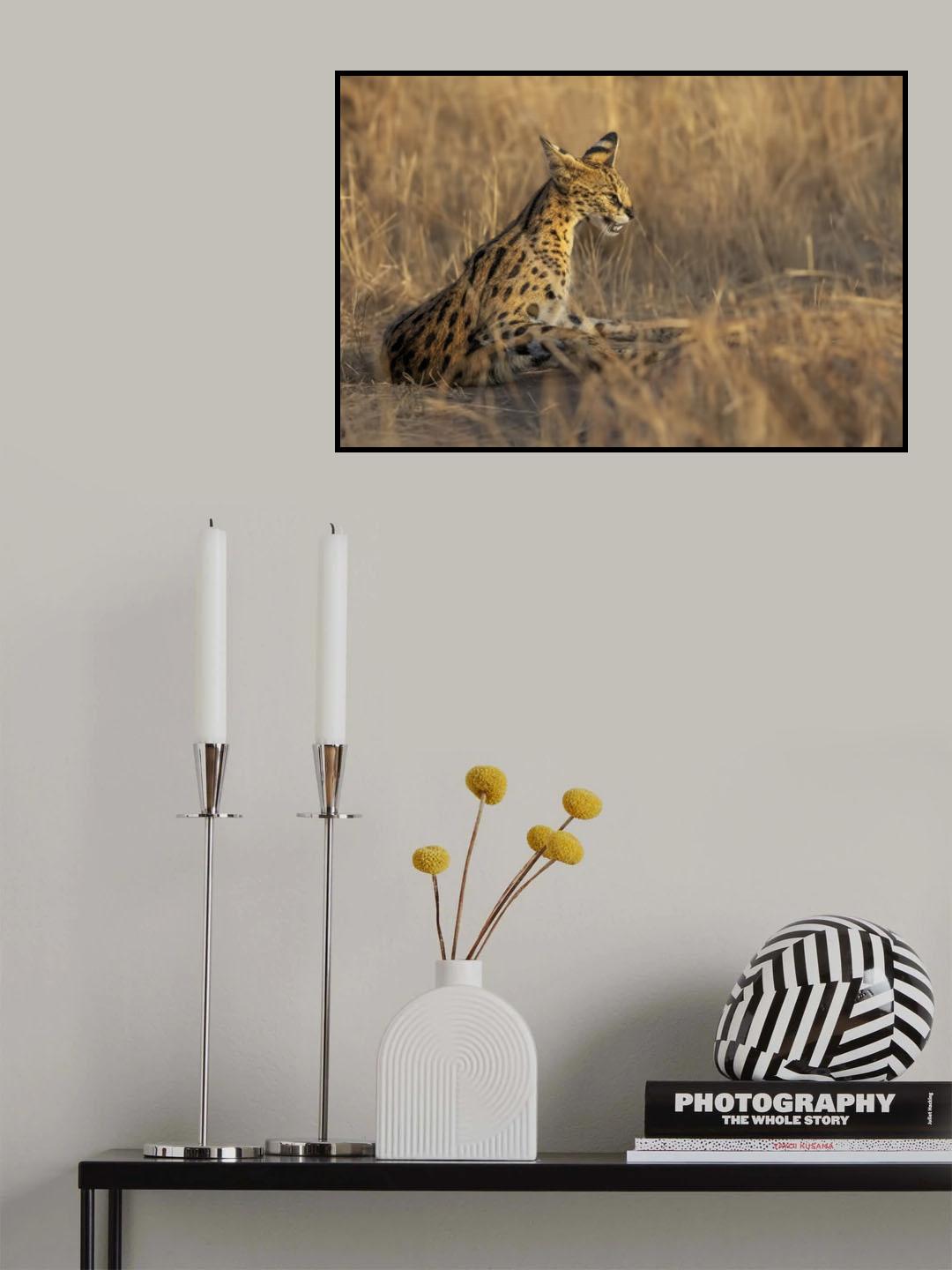 Serval Poster och Canvastavla