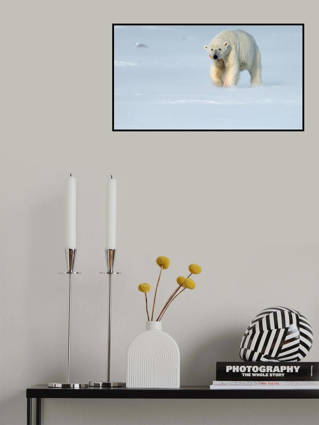Lonely polar bear Poster och Canvastavla
