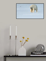 Lonely polar bear Poster och Canvastavla