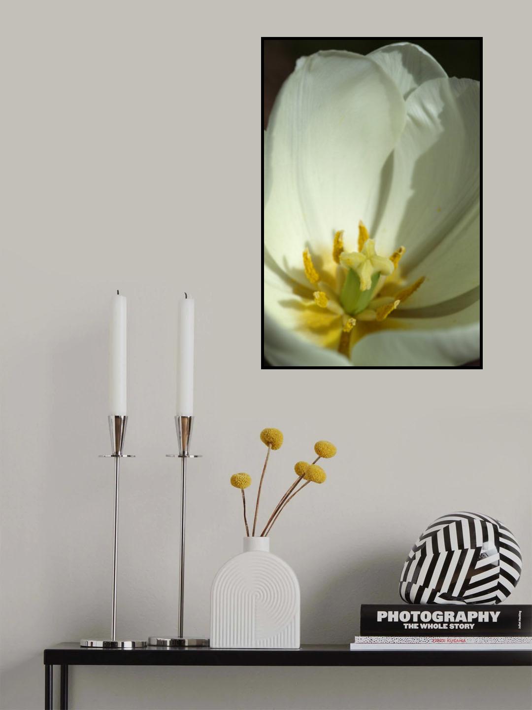 white tulip close up Poster och Canvastavla