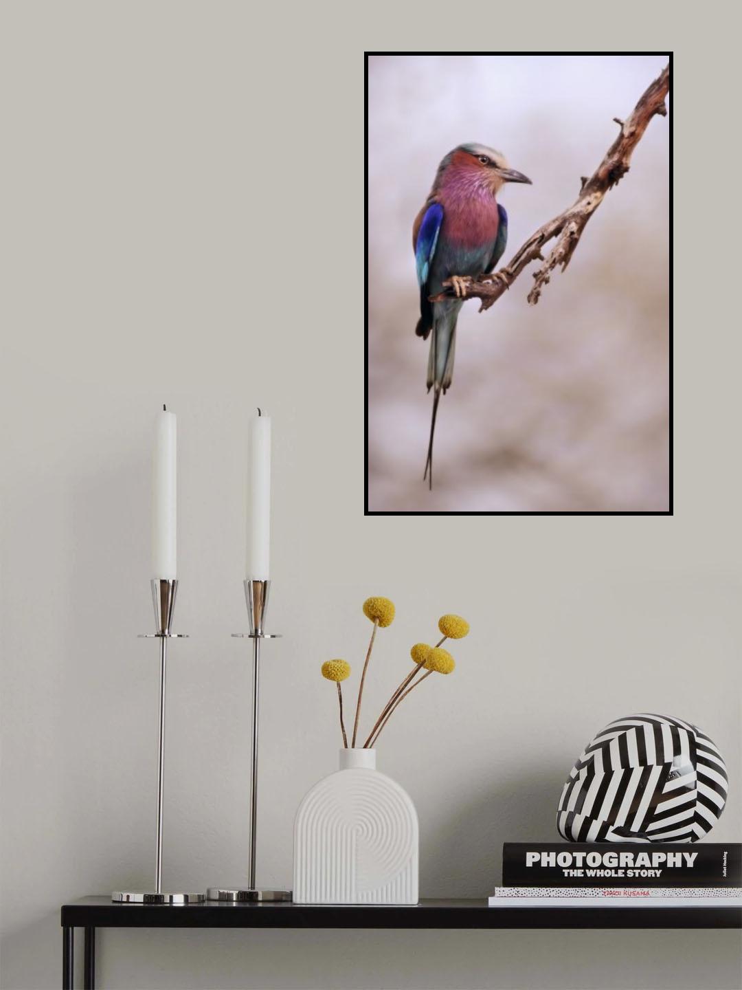 Ghiandaia marina pettolilla. Poster och Canvastavla