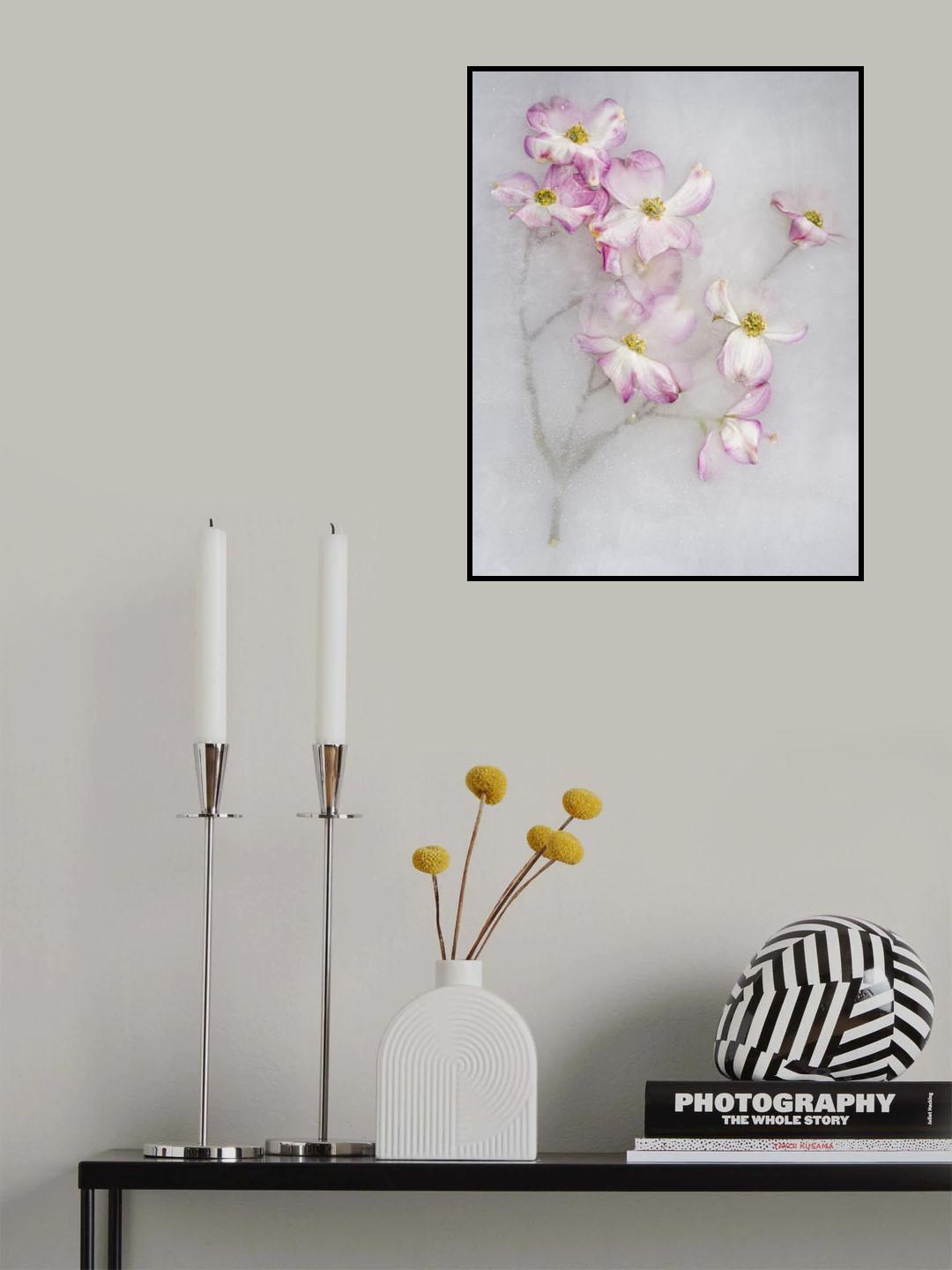 Cornus Florida. Poster och Canvastavla
