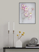 Cornus Florida. Poster och Canvastavla