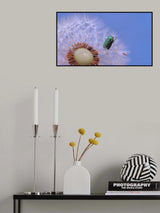 Little treasure... Poster och Canvastavla
