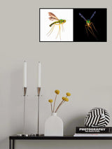 长腿丽虻 Poster och Canvastavla
