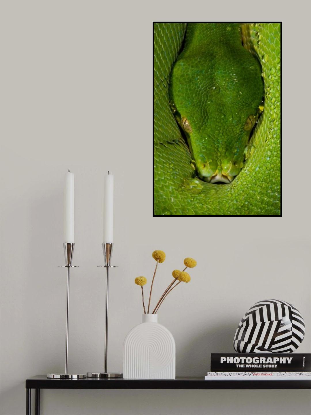 Morelia viridis - Green Tree Python Poster och Canvastavla