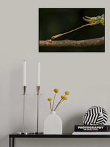 No Hope Poster och Canvastavla