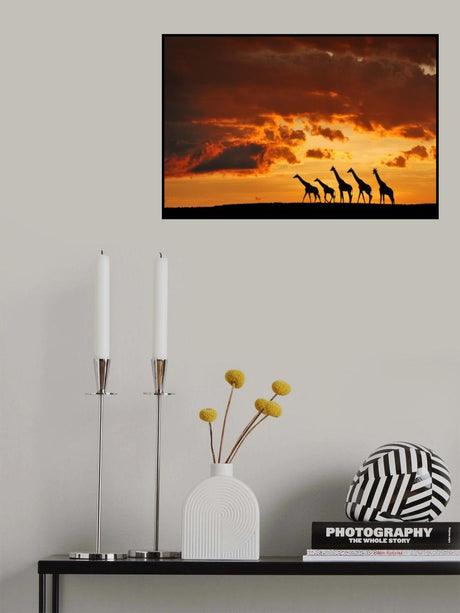 Five Giraffes Poster och Canvastavla
